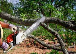 Best Commercial Tree Services  in El Paso De Robles, CA